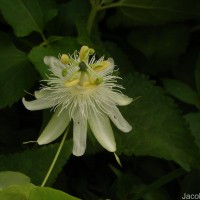 Passiflora subpeltata Ortega